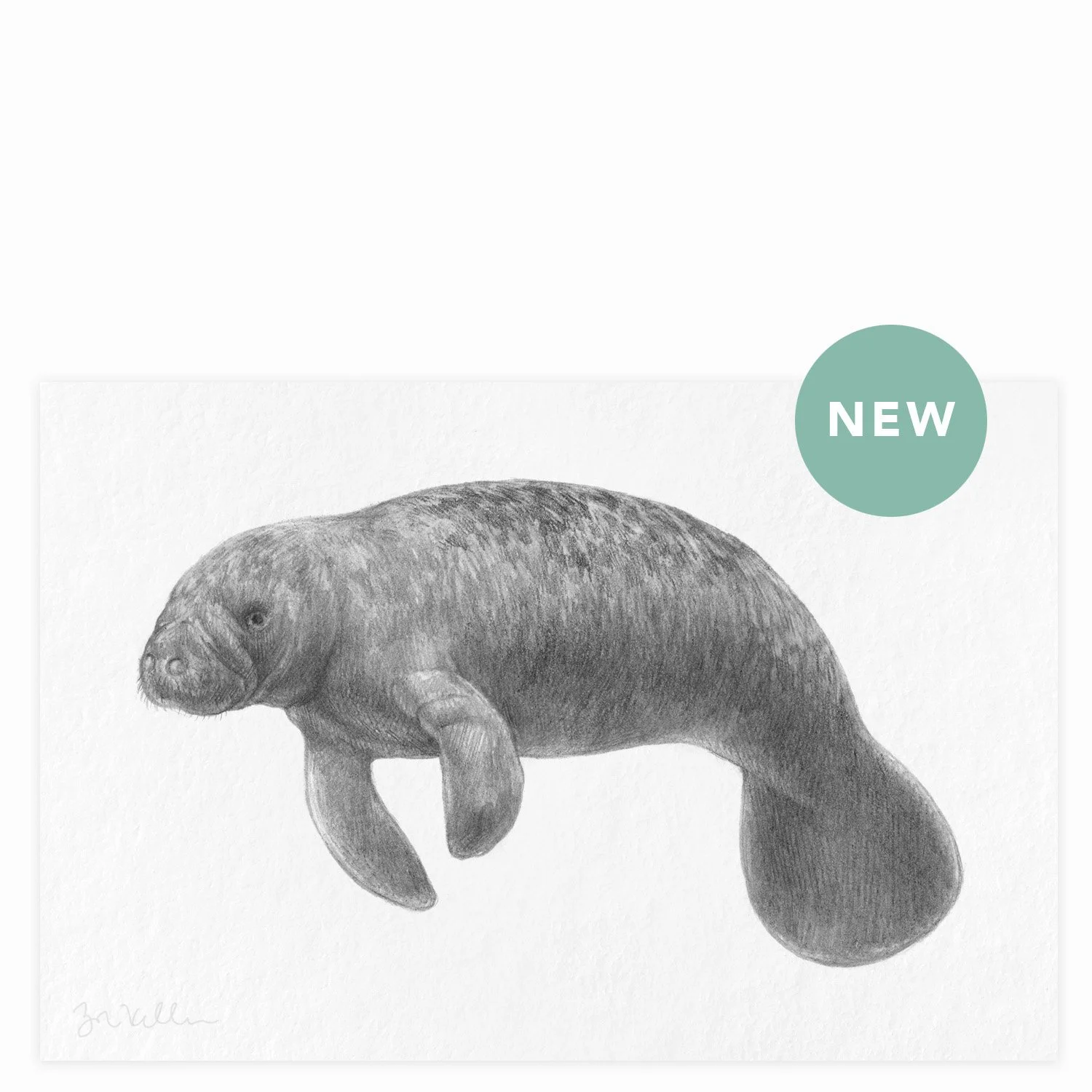 Florida Manatee - $12