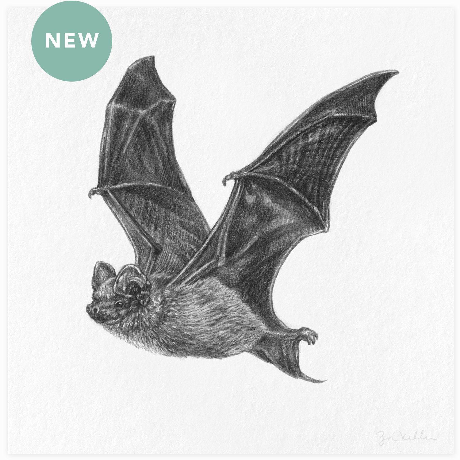 Mexican Free-tailed Bat - $15