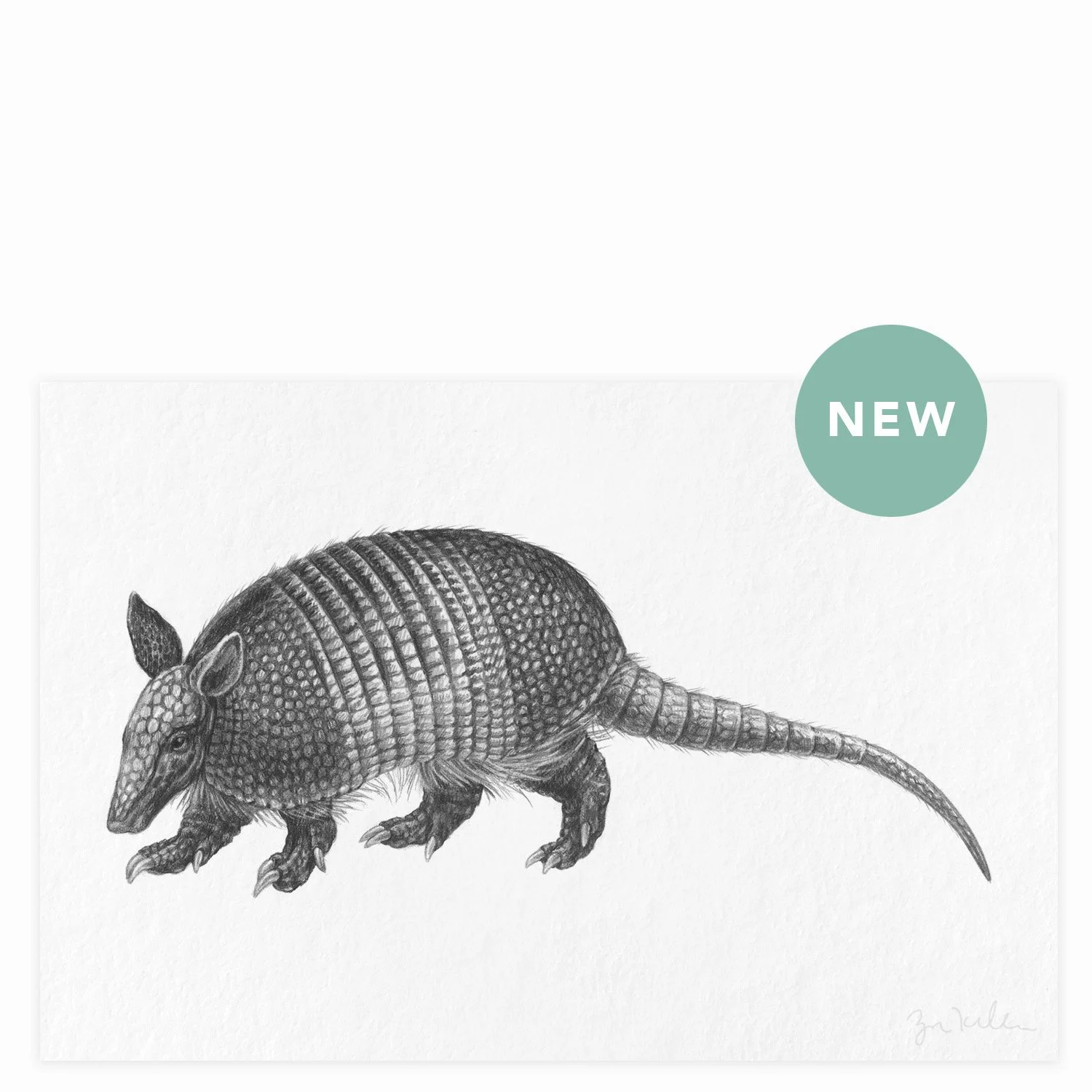 Nine-banded Armadillo - $12
