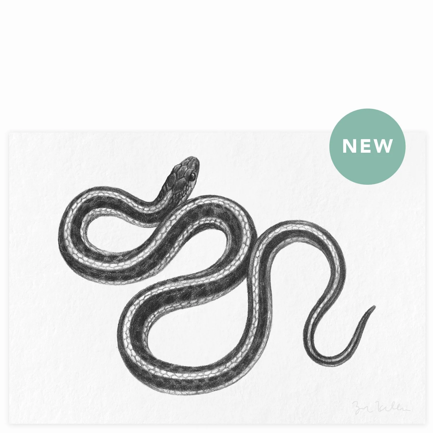 Northwestern Garter Snake - $10