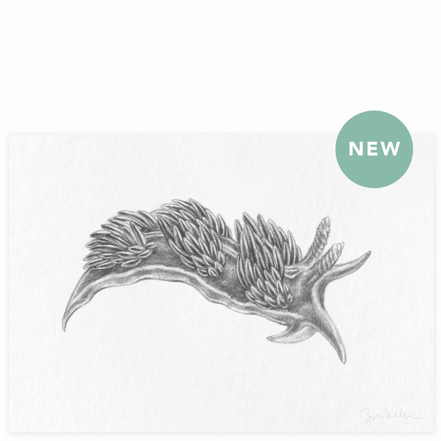Horned Nudibranch - $10
