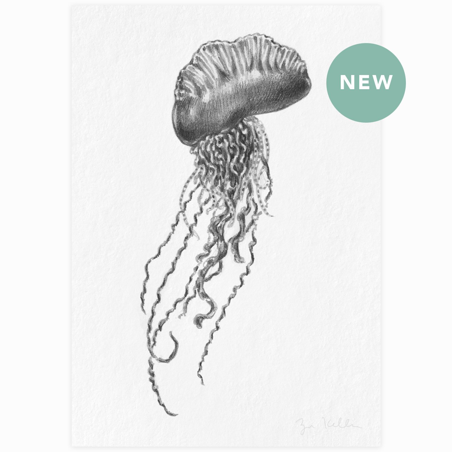 Portuguese Man O' War - $10
