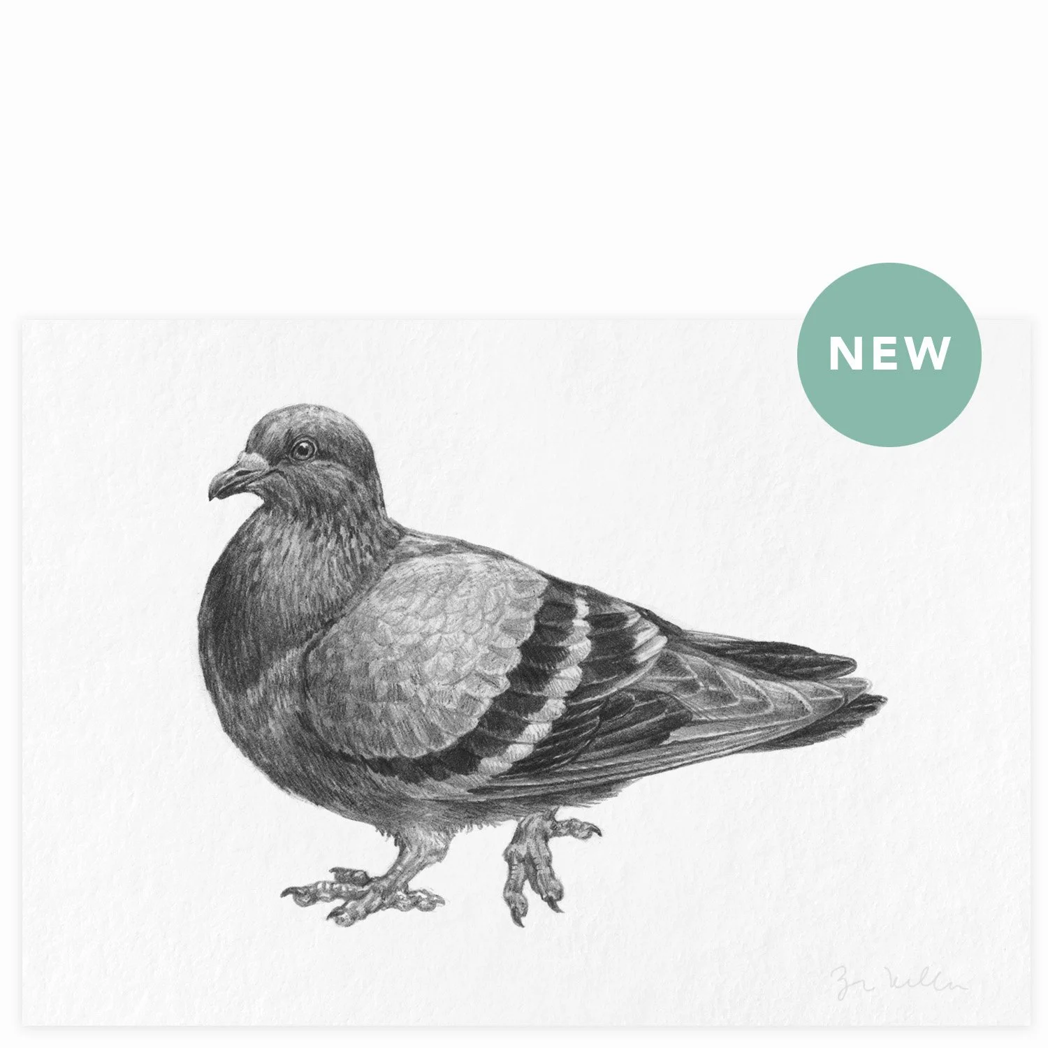 Rock Pigeon - $10 