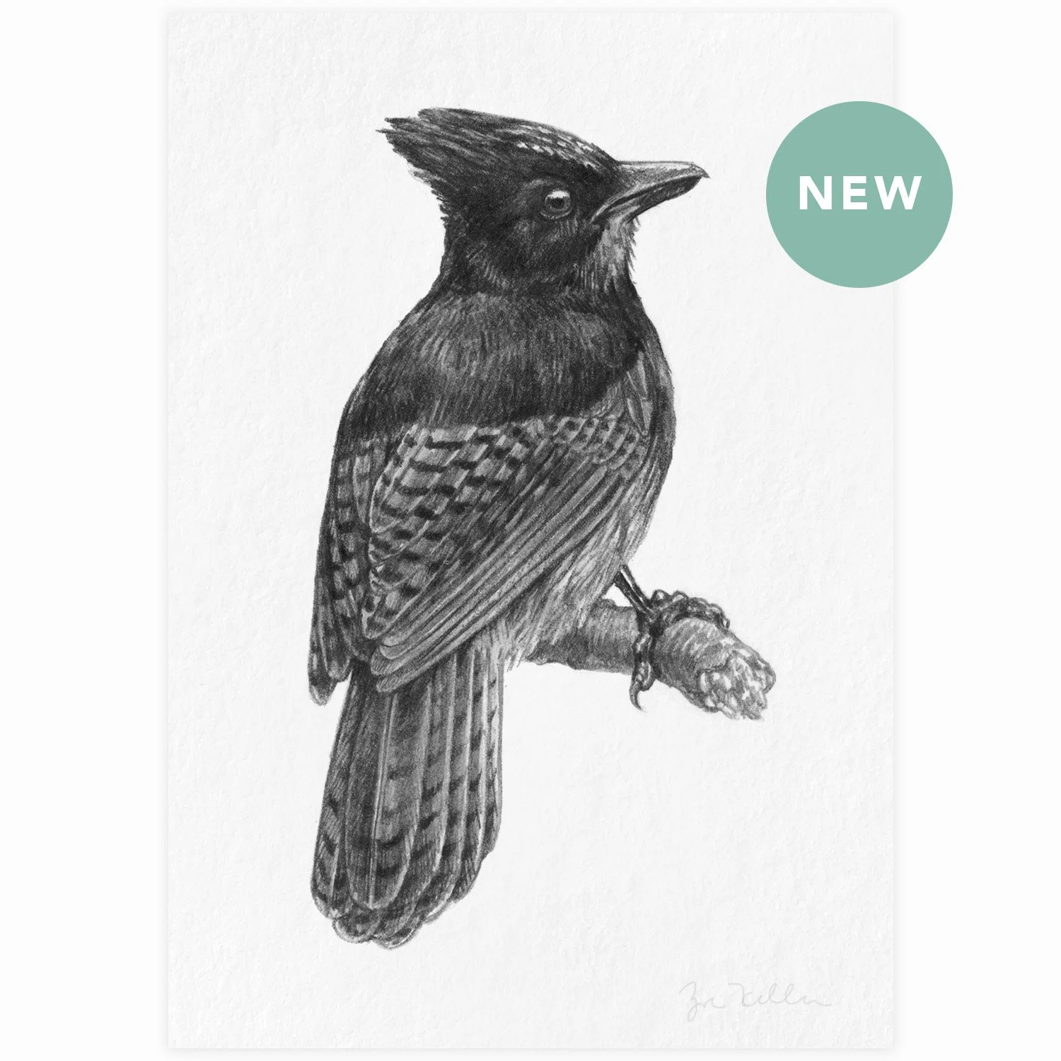 Steller's Jay - $10 