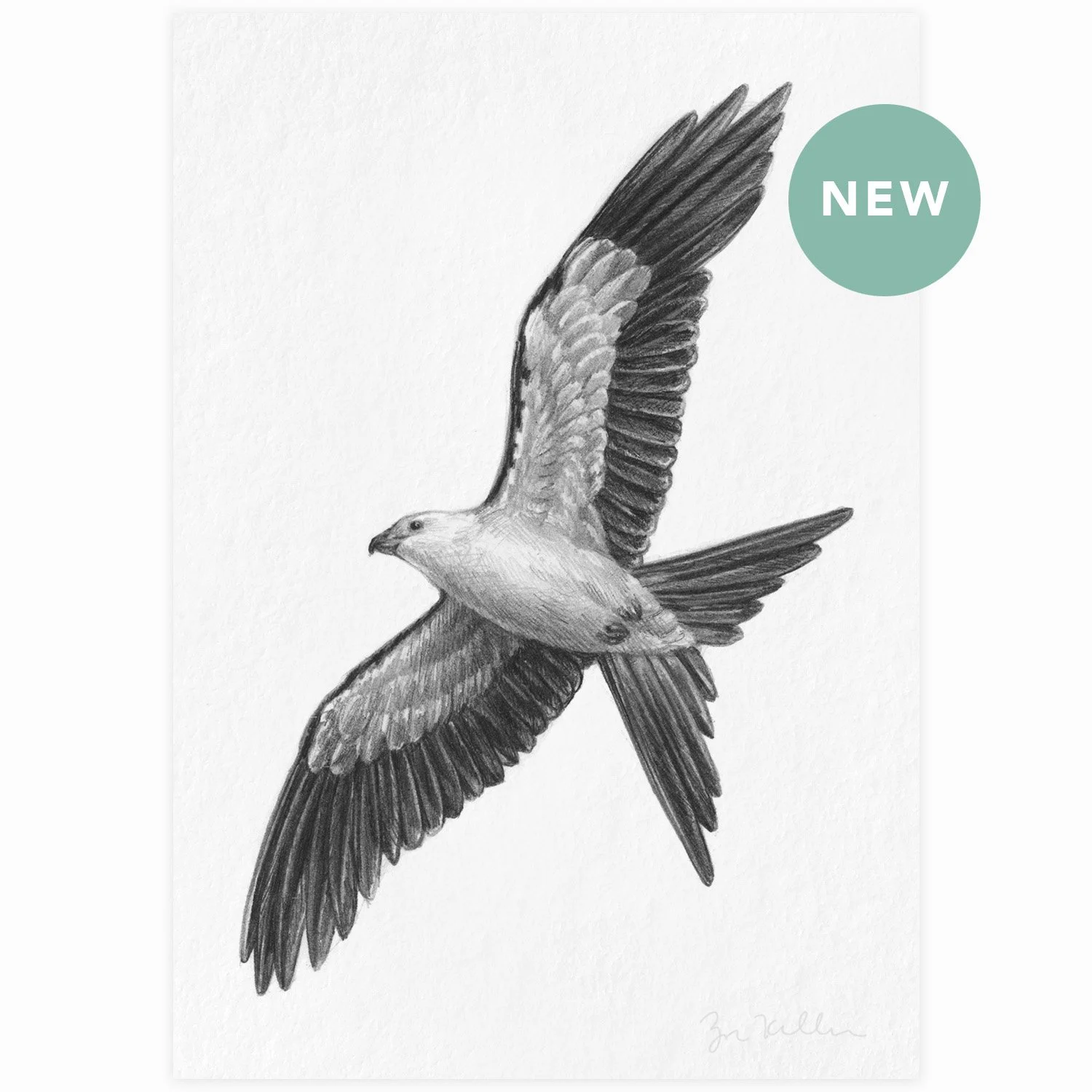 Swallow-tailed Kite - $10