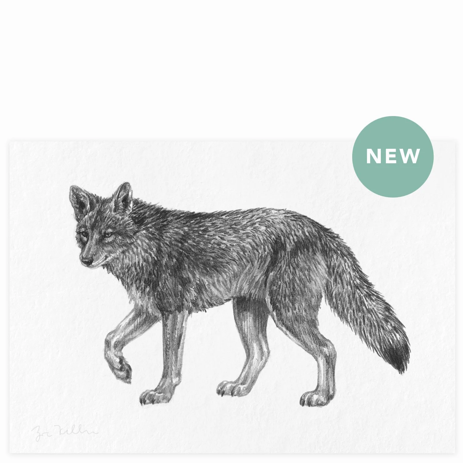 Western Coyote - $10  