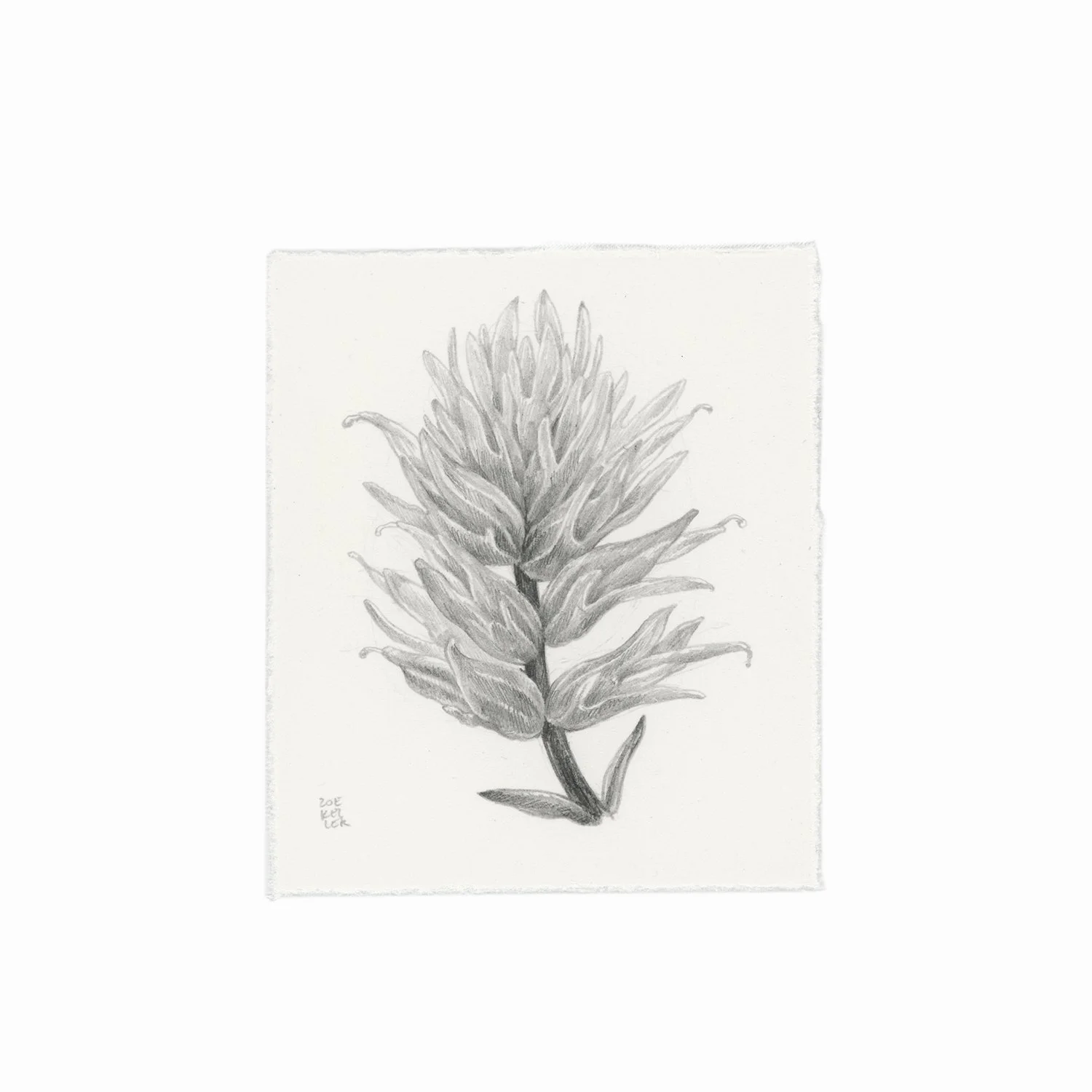 Original Drawing - Wyoming Paintbrush