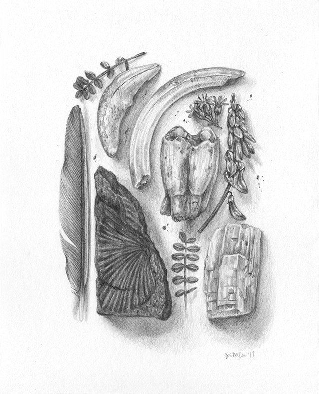 An artistic arrangement of fossils, teeth, bones and feathers.
