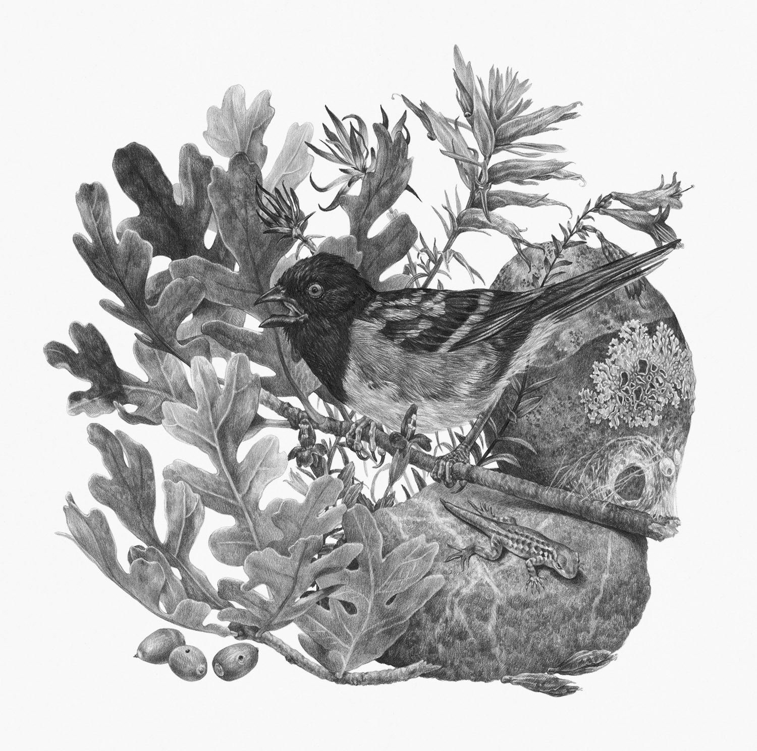 An illustration in graphite of plants and animals found on the Observation Point Trail in Zion National Park.