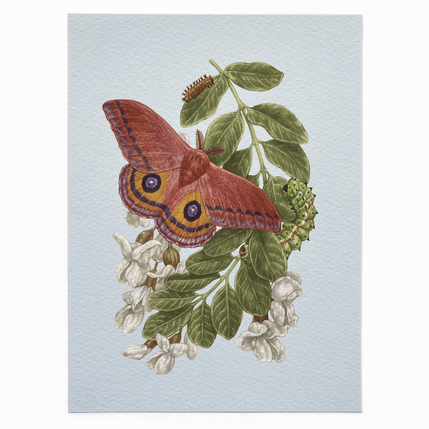 Saturniid Moth Mini Prints — Zoe Keller