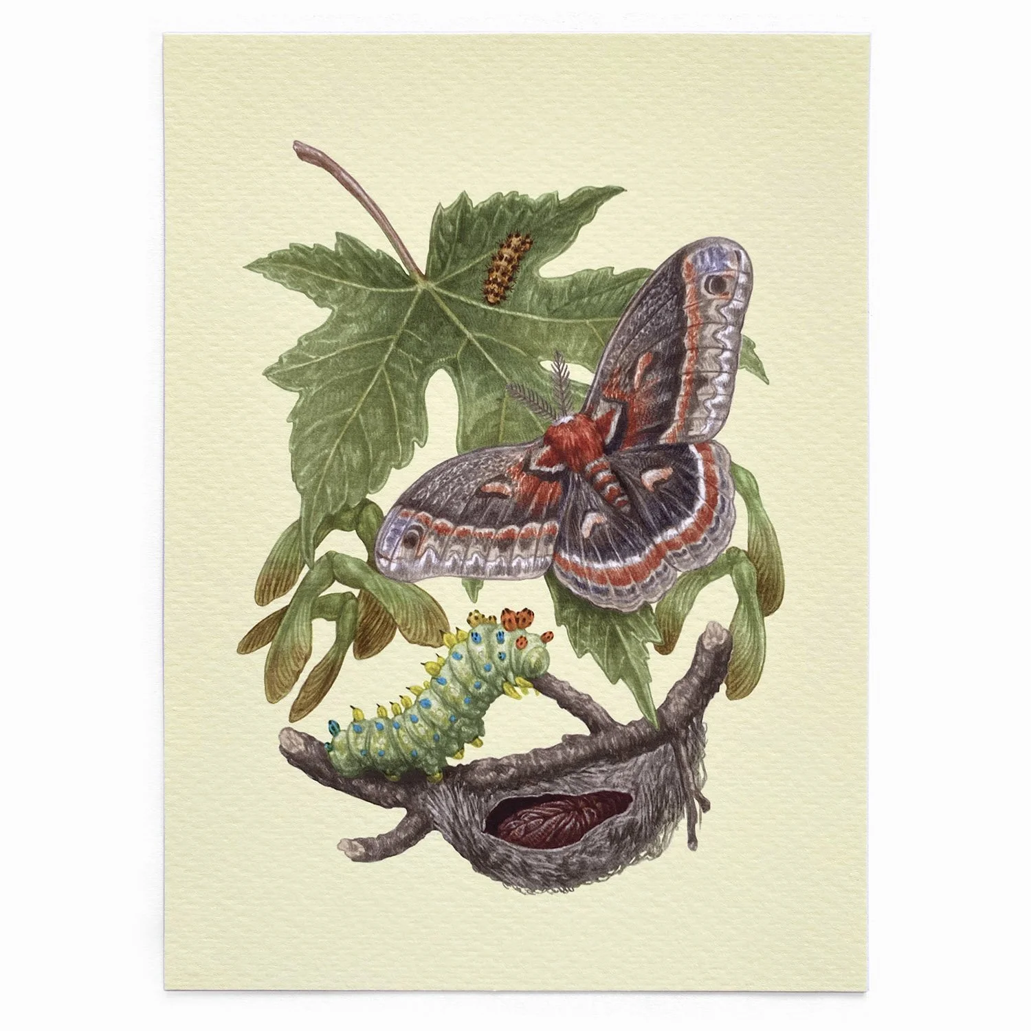 Saturniid Moth Mini Prints — Zoe Keller