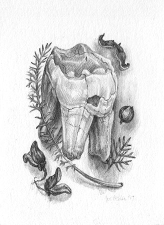 A small graphite study of a large tooth.