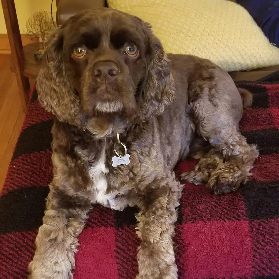 Happy 3rd birthday to the sweetest boy I know! Oscar loved his cookie from @buffalobarkery so much I couldnt even get his picture with it. #cockerspaniel #dogsofbuffalo #cockerspanielsofinstagram