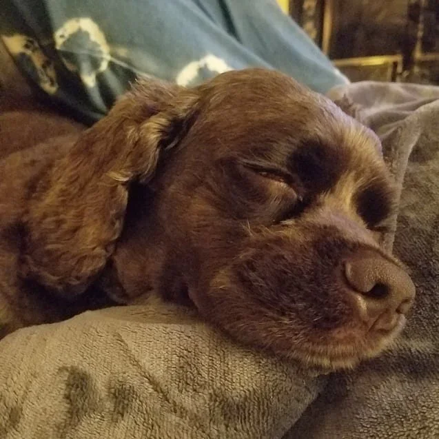 Hanging with my best friend #dogsofbuffalo #cockerspanielsofinstagram #cockerspaniel