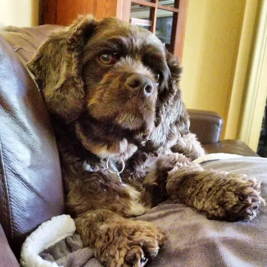 That face! #dogsofbuffalo #cockerspanielsofinstagram #dogsofinstagram #restingbitchface