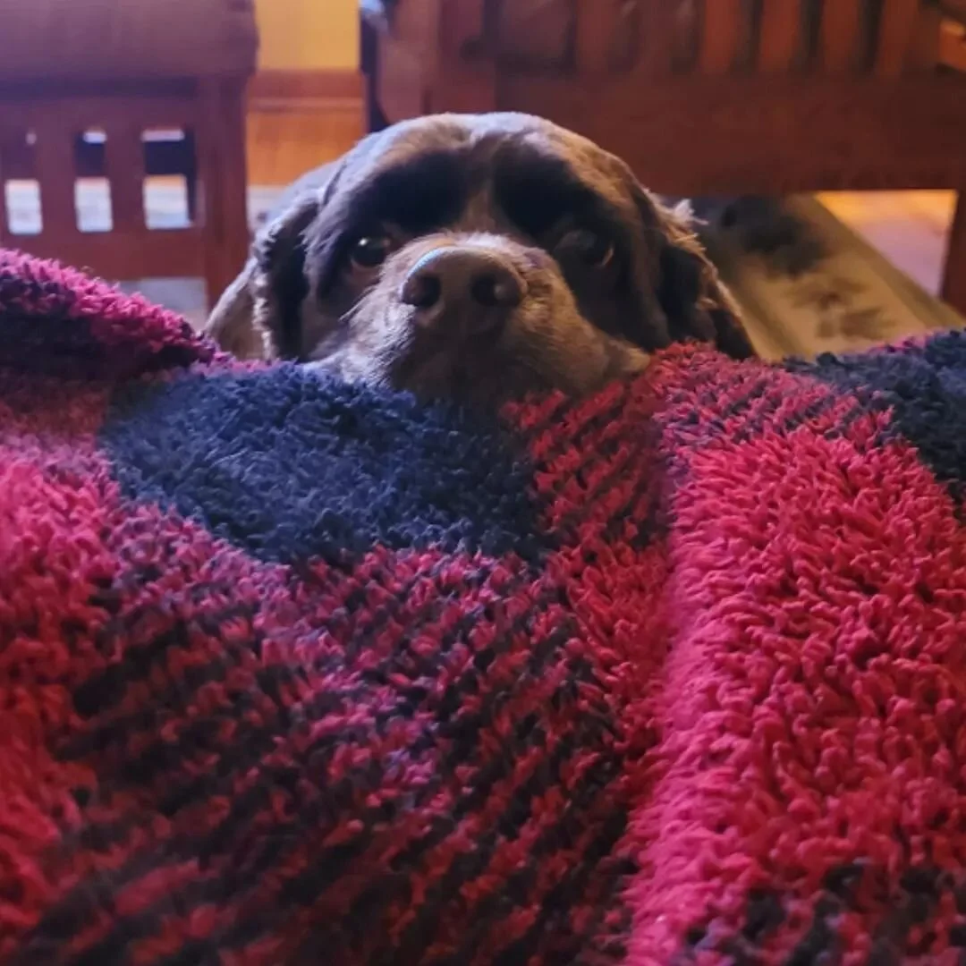 Just oscar acting like he never gets any attention #cockerspanielsofinstagram #cockerspaniel #dogsofbuffalo