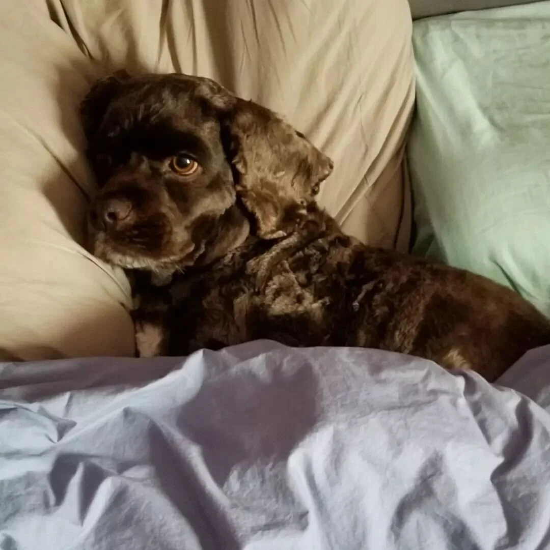 Rainy day Oscar #cockerspanielsofinstagram #cockerspaniel #dogsofbuffalo #rainyday