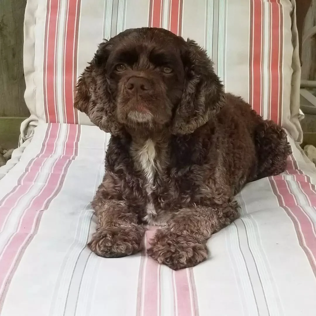 Still angry about the bath 
#cockerspaniels