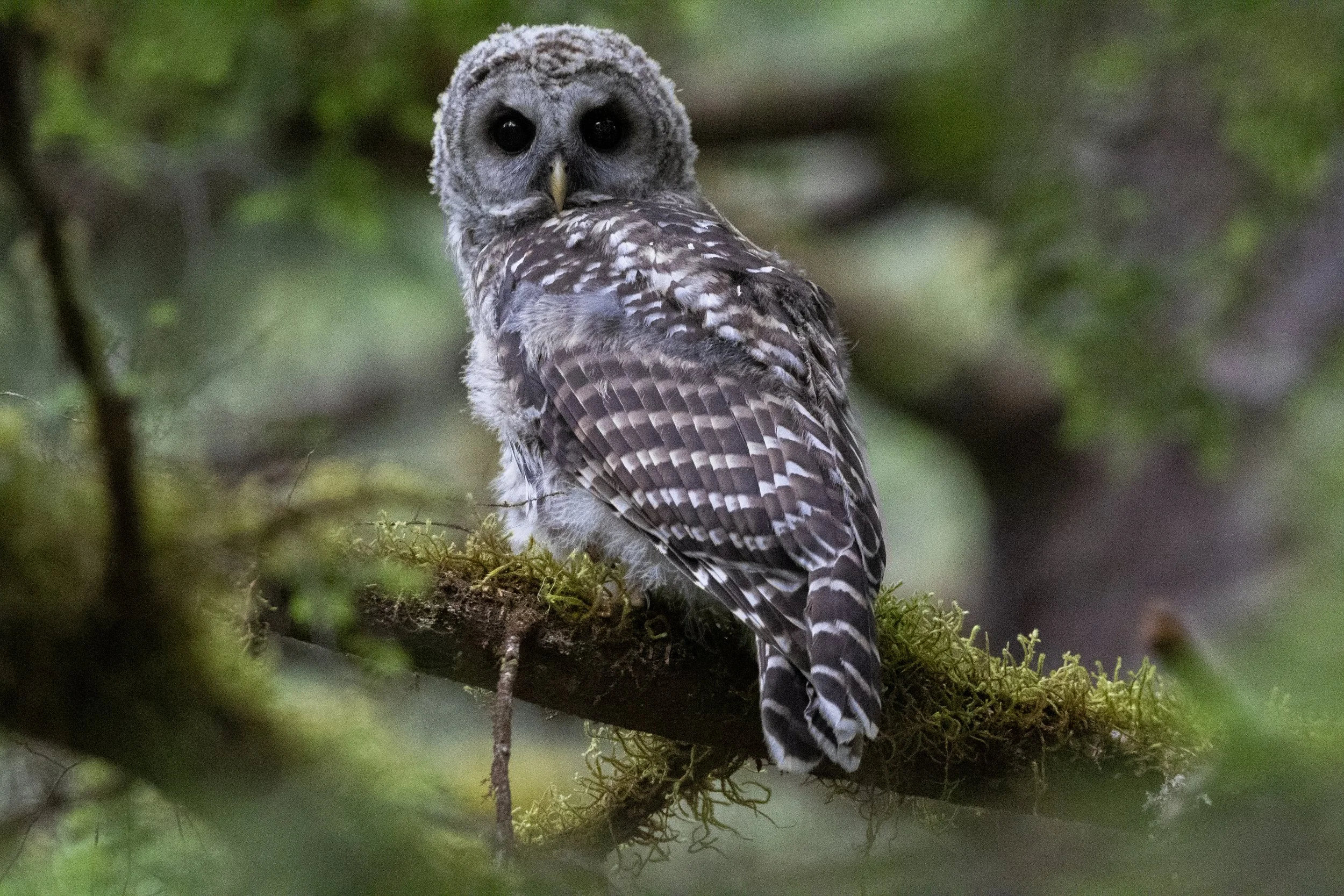Owl.jpg
