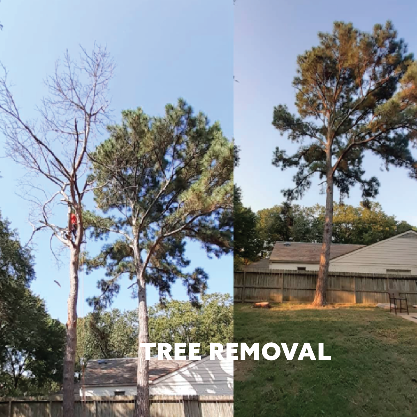 EXPERT_PLUS_TREE_REMOVAL_4Asset 6100.png