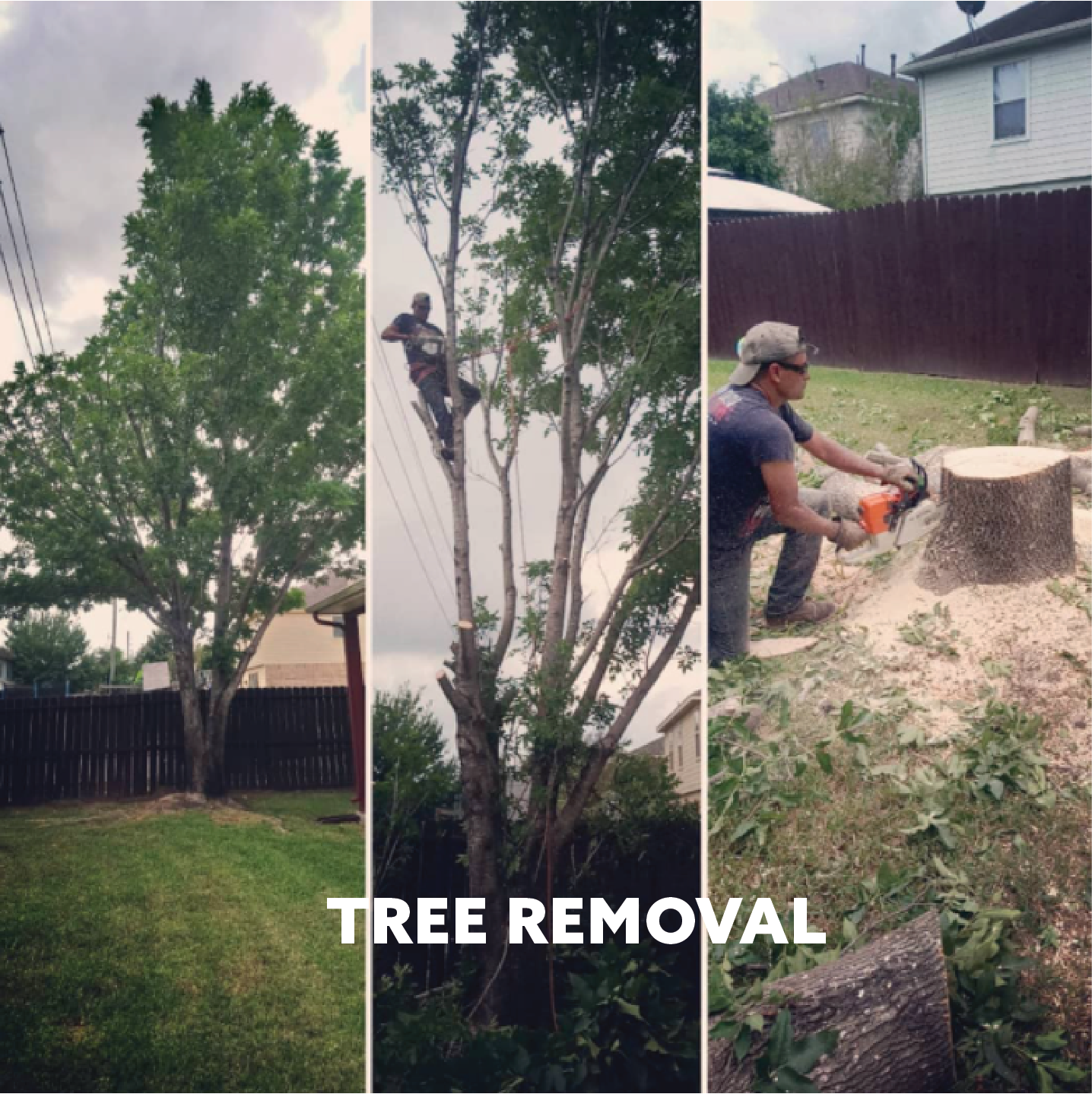 EXPERT_PLUS_TREE_REMOVAL_2Asset 5100.png