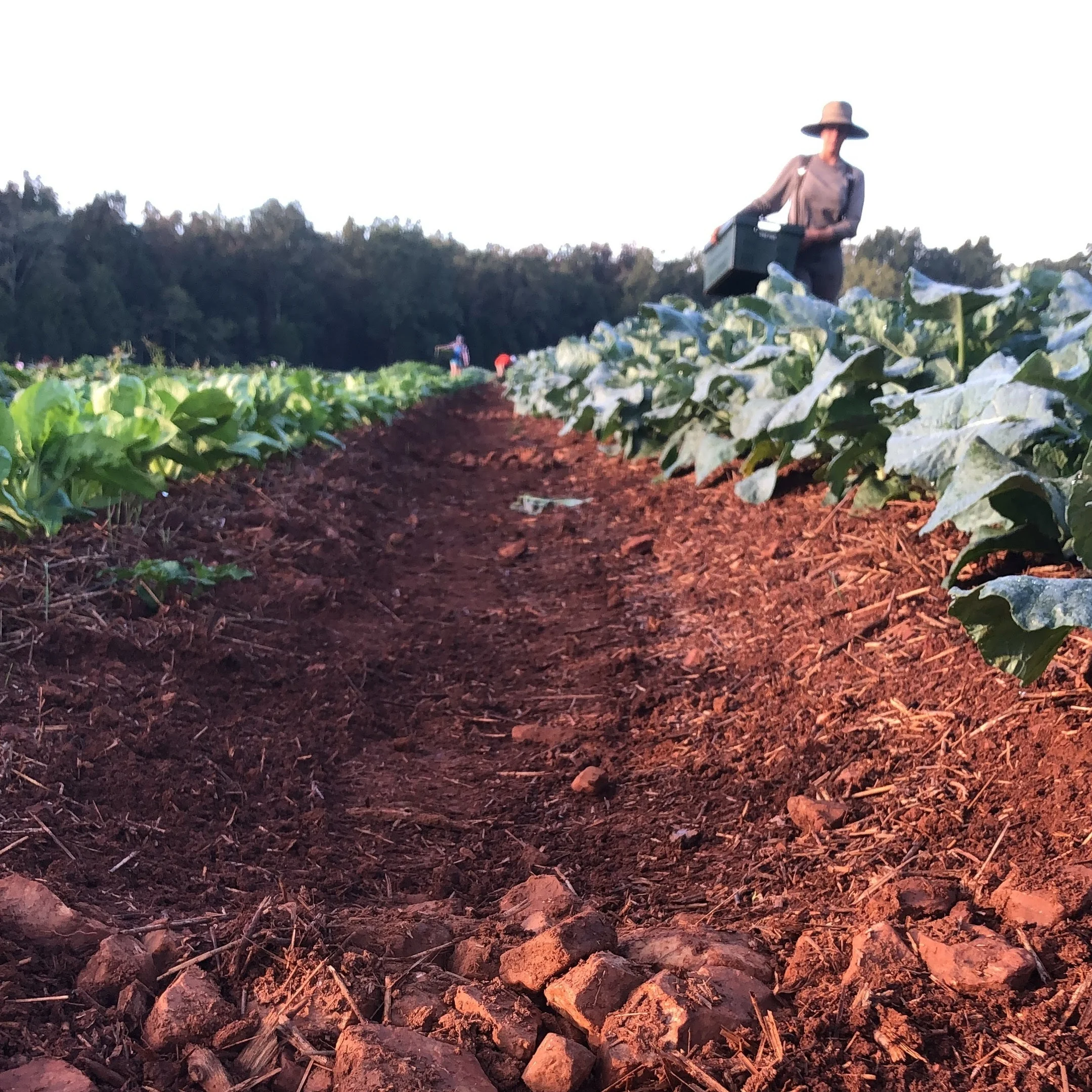 Getting Ready for Organic Certification