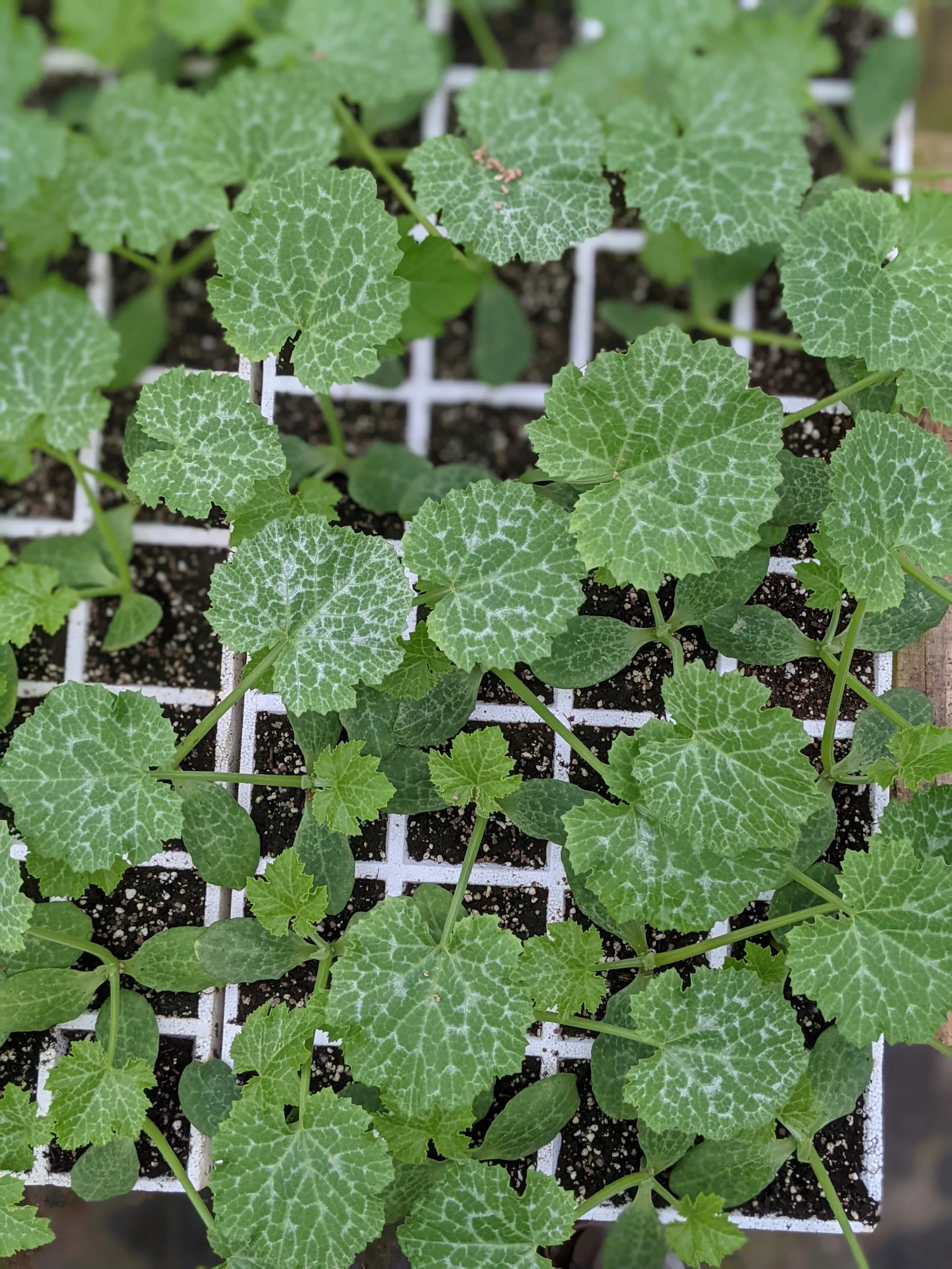 2025 Plant Sale 