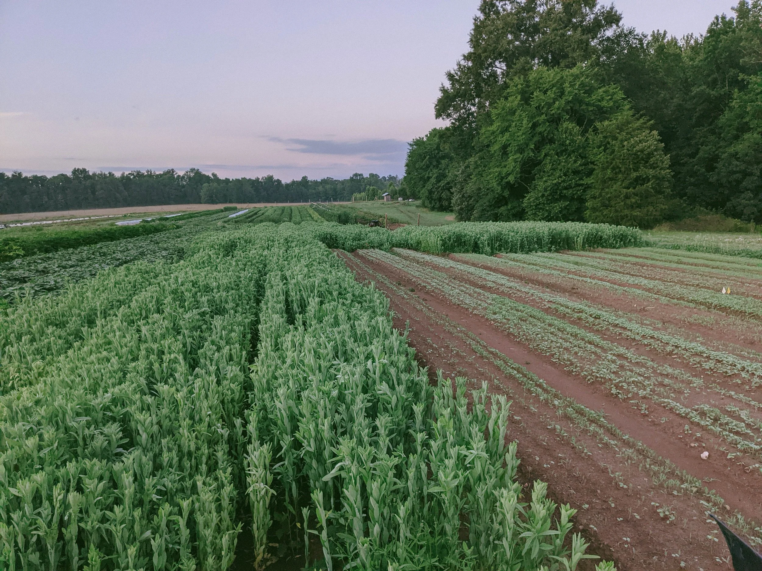 Farm Tour 