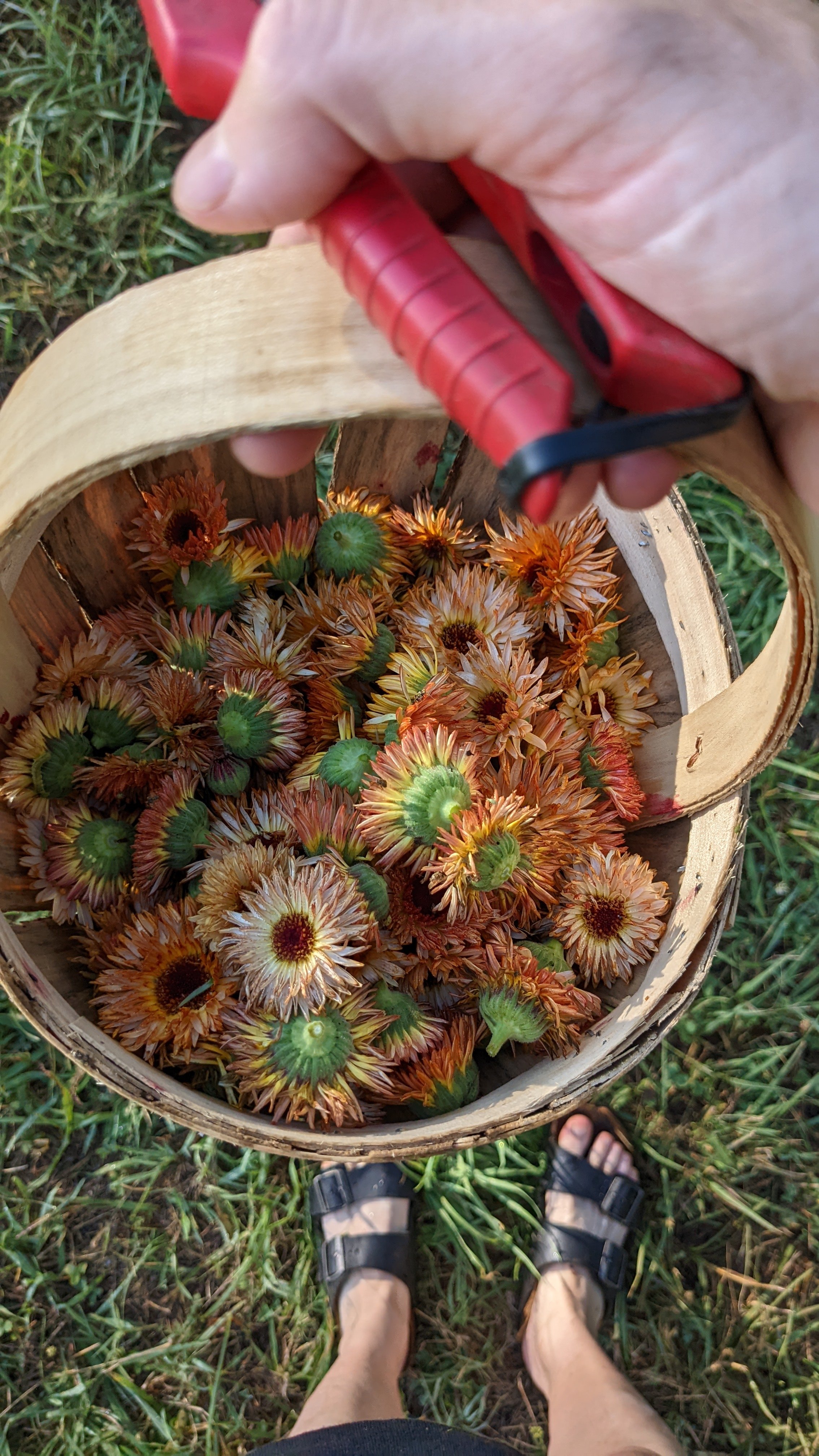 Herbal Salve Workshop