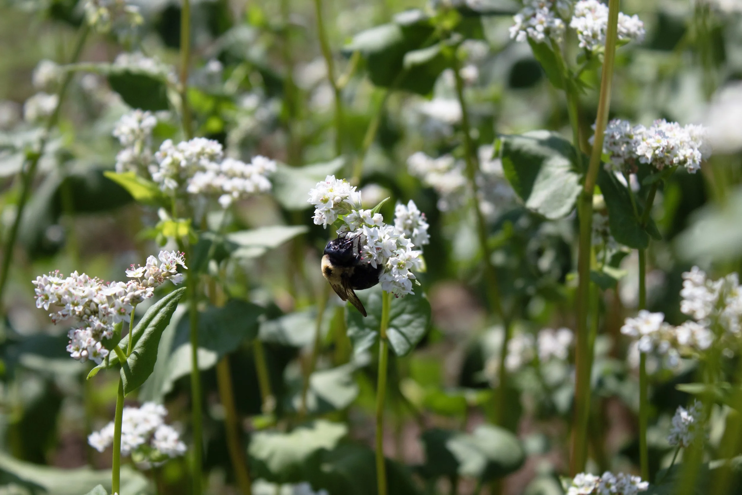 CFSA: On Farm Intensive, Organic Management Strategies &amp; Soil Health with Ben Dubard