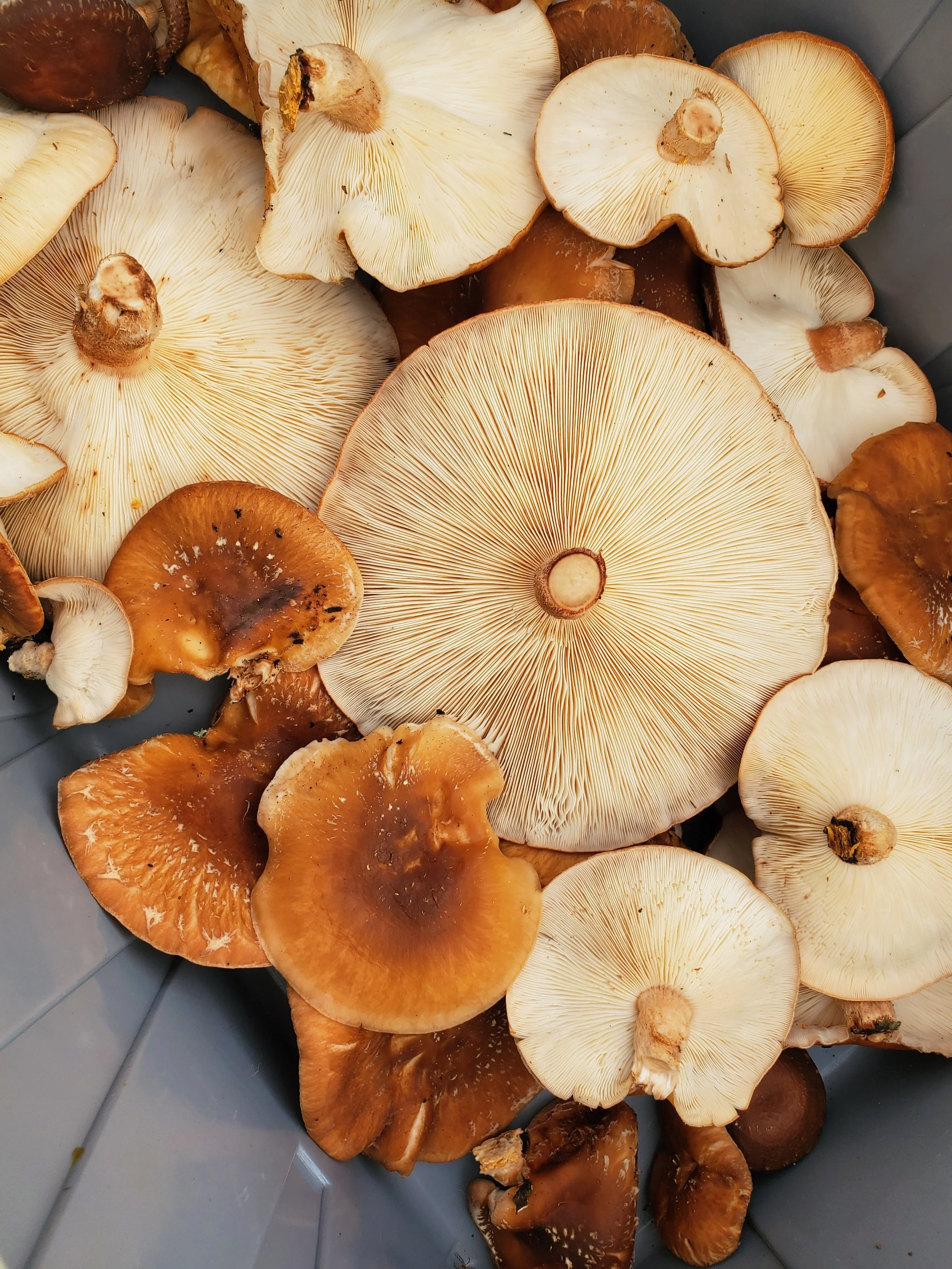 Outdoor Mushroom Cultivation Workshop