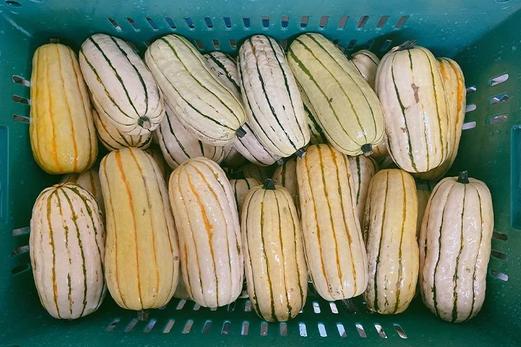 Organic Farming Food Safety Sanitized Produce Washing