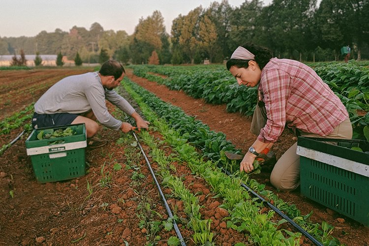 Organic Farming Sanitary Harvesting Nesting Bins