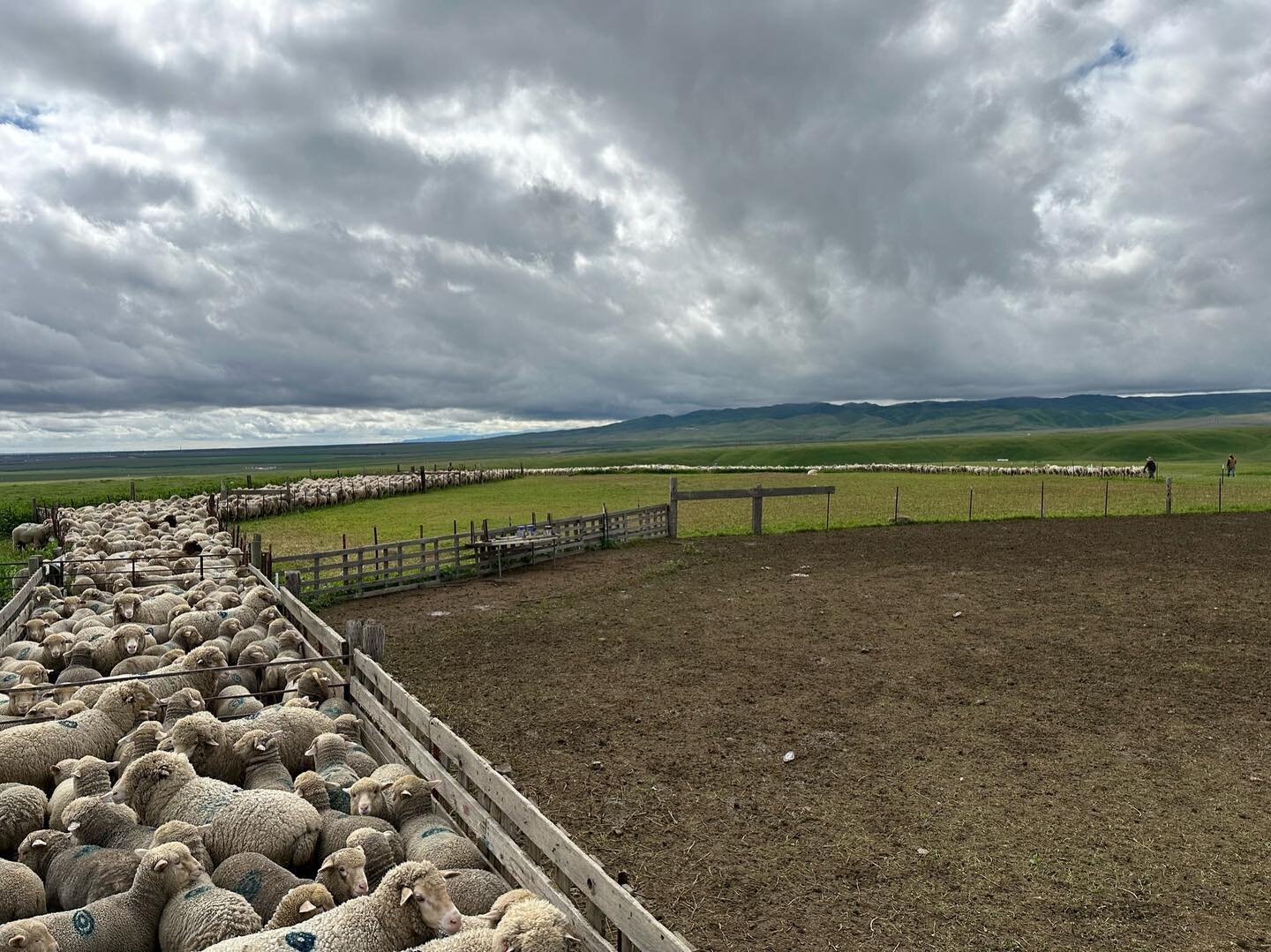 I&rsquo;m not sure there&rsquo;s a better view. Switching out the sheep herds from the group that was just shorn, to the next herd of unshorn. If you look to the back right, you can see the bright white color of the recently shorn ewes, fading into a