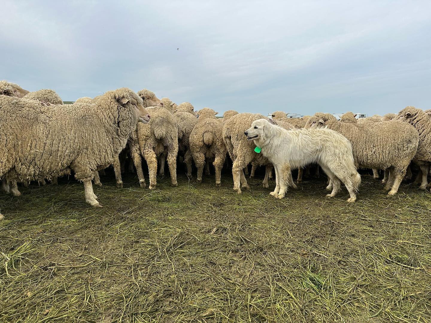 Big dog, bigger ewe. 

#talbottsheepco #greatpyrenees #wool #americanwool #livestockguardiandog