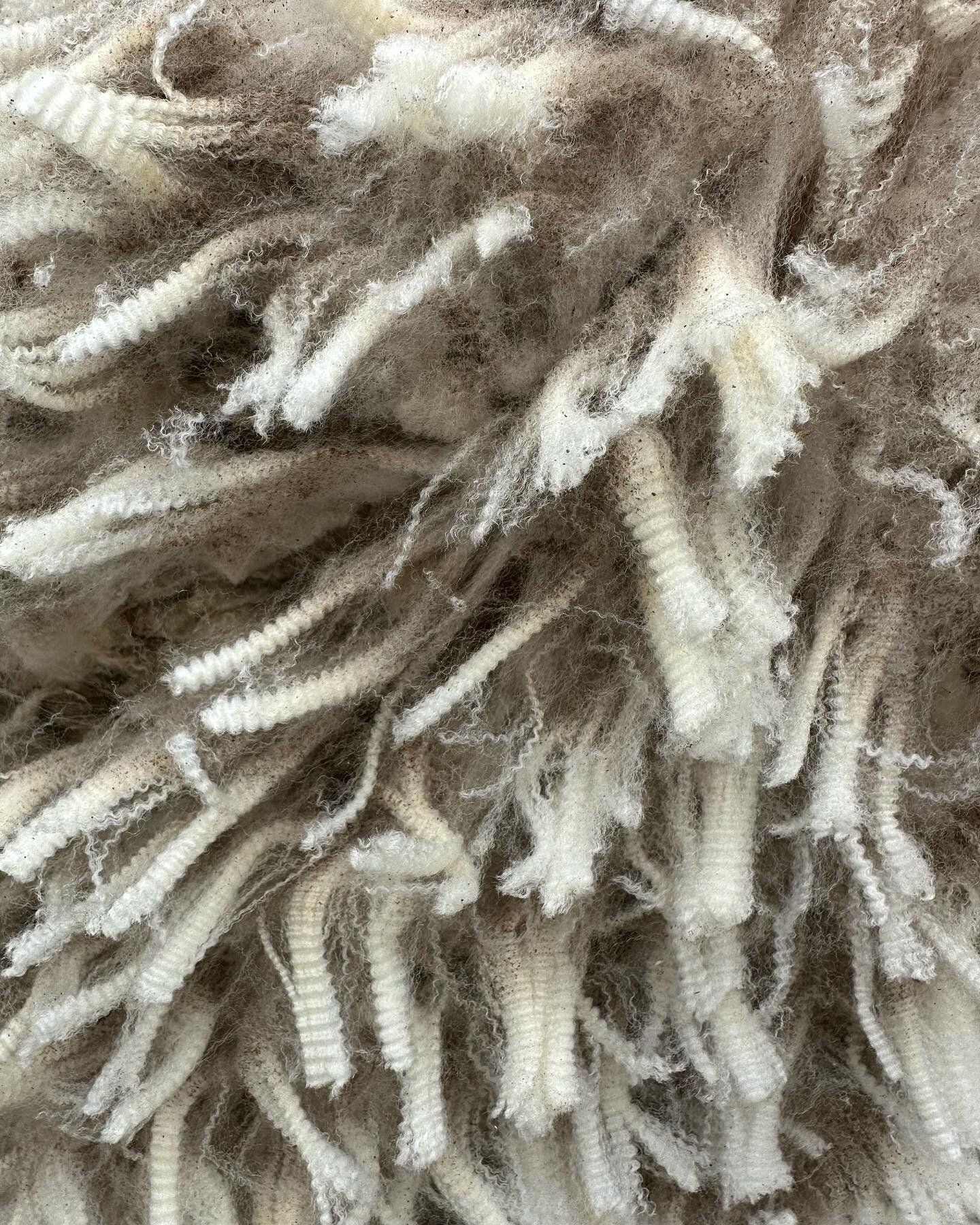 The contrast in wool color is one of the most captivating aspects to me. The intense darkness of the oldest wool, the wool that has covered and protected these sheep all year, compared to the bright yellowish white of the fresh wool. The creamiest la