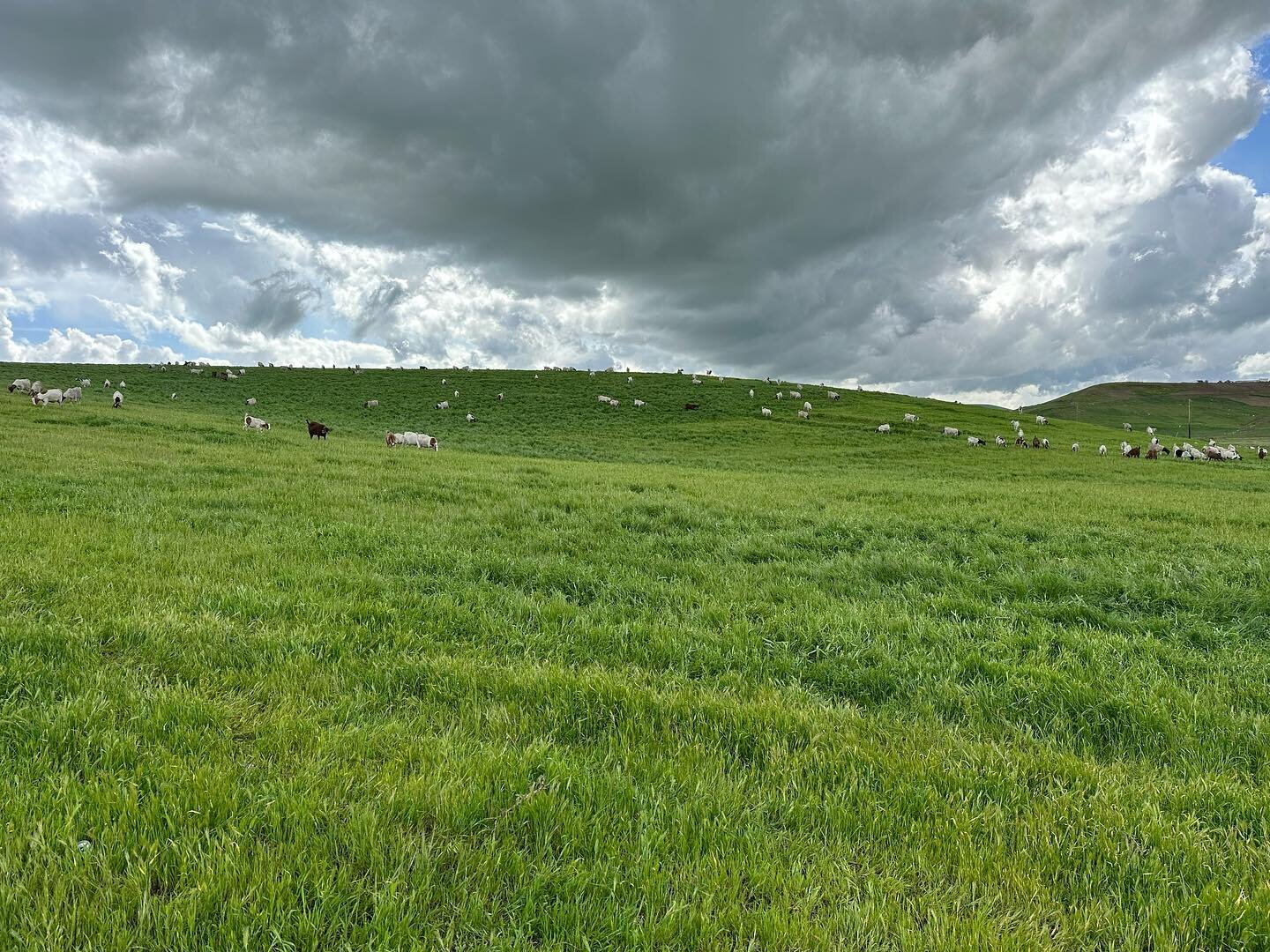 I mean it&rsquo;s basically the Microsoft wallpaper. 

#starcreeklandstewards #goats #grazing #california #targetedgrazing #vegetationmanagement