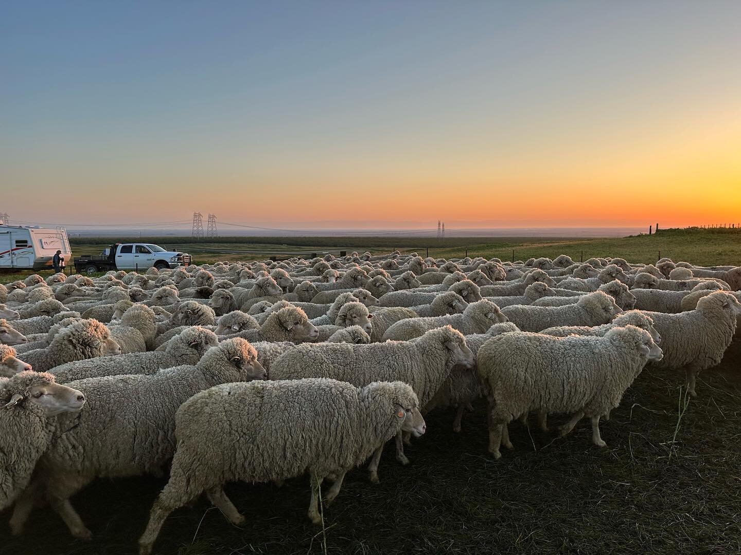 Sunrise shearing scenes✨✨

#starcreeklandstewards #sheep #talbottsheepco #shanikowoolcompany #california #californiaag