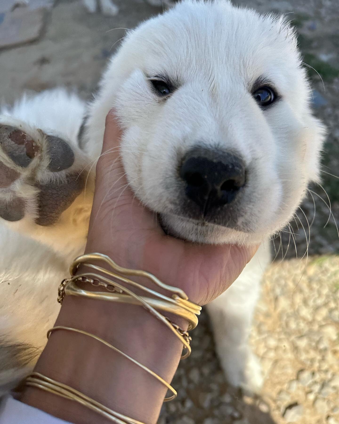 Flooof 

This little dude is still available! Message for details. 

#livestockguardiandog #greatpyrenees #greatpyreneespuppy