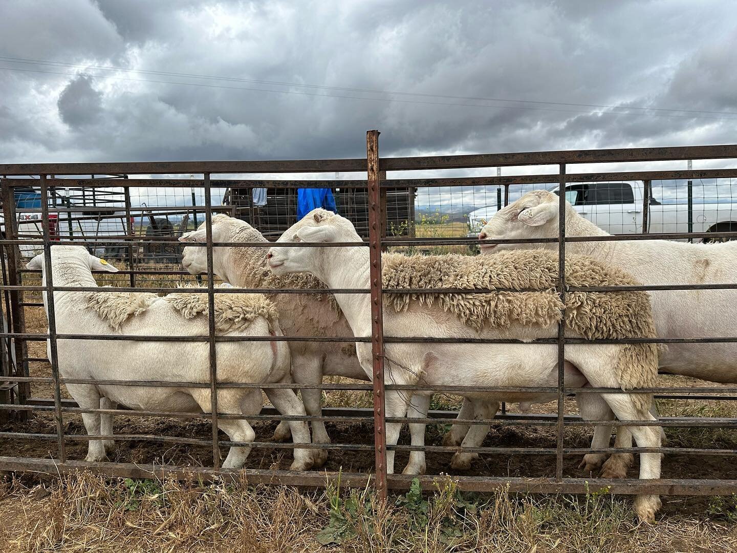 Yesterday was a BIG day of testing our rams. We do this every year to test for disease prior to breeding season. The rams are intimidating and can be dangerous, so it&rsquo;s certainly a day for us to be extra cautious while handling, but things went