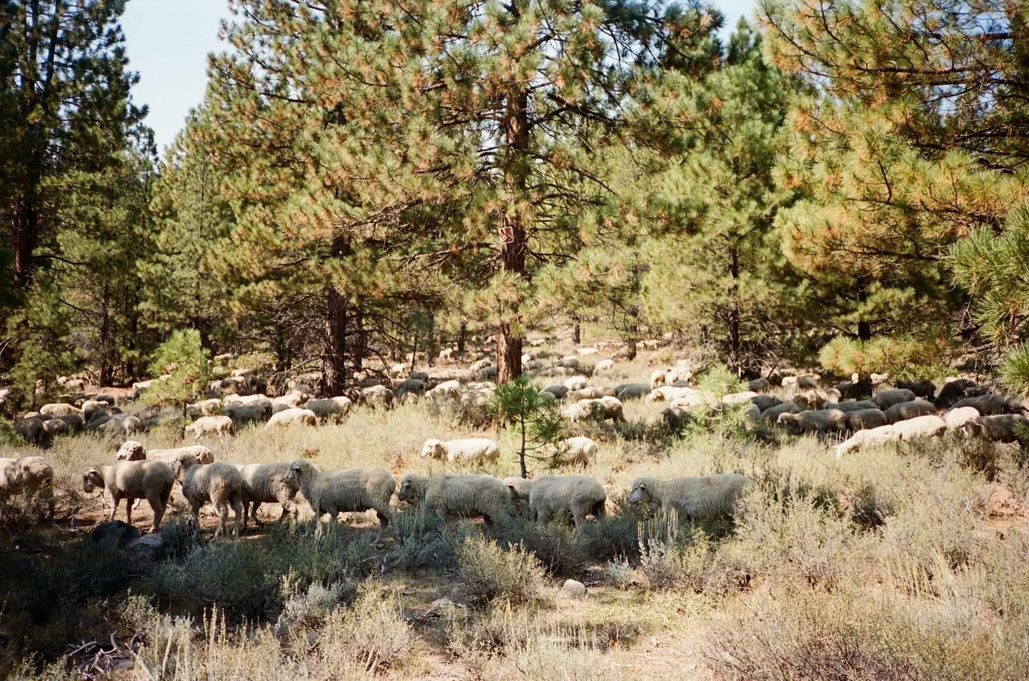 Weaving their way through the sagebrush