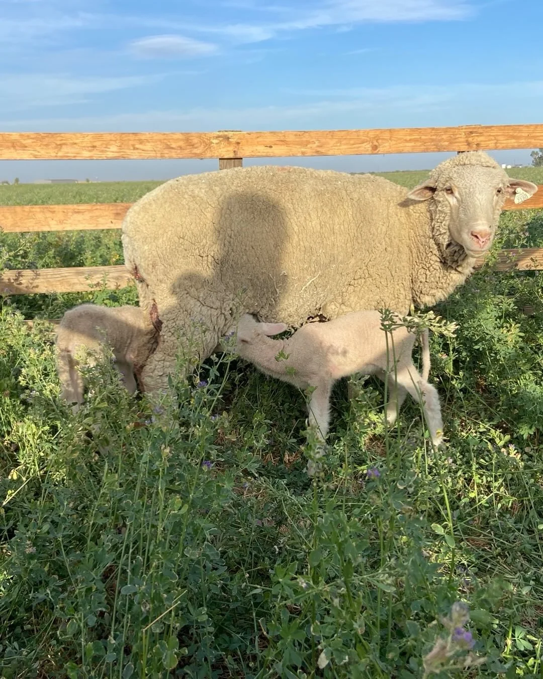 Lambing season is rocking &amp; rolling over here!