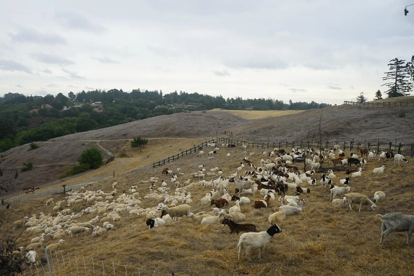 Gloomy day over at Serpentine Prairie. Just finished a very cool vegetation management project working to support the environment for a delicate native plant species.