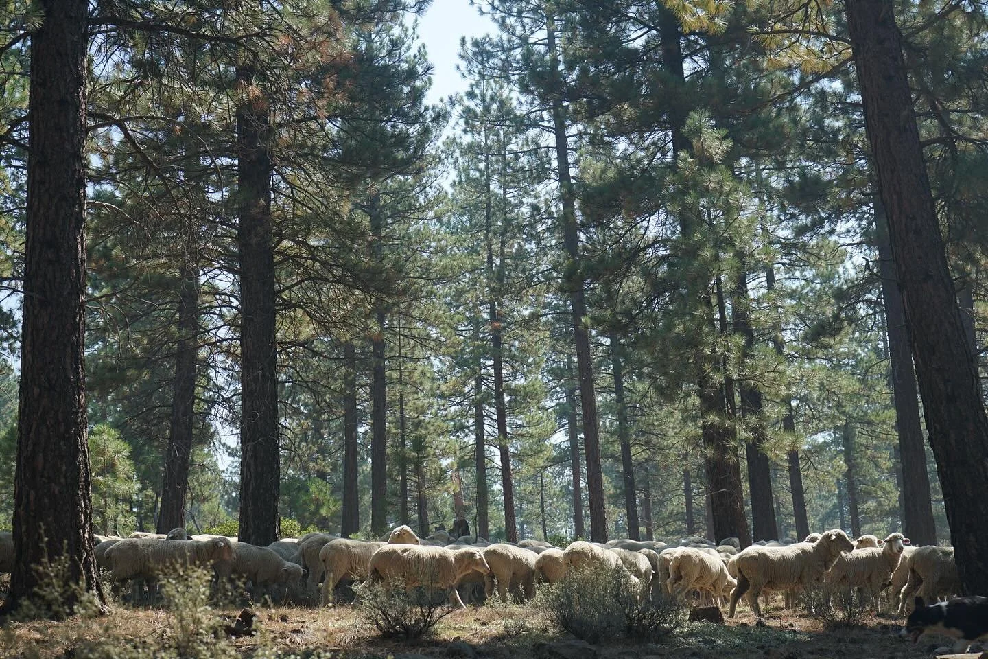 Last few days in the forest for these ladies. 

#tahoenationalforest #sheep