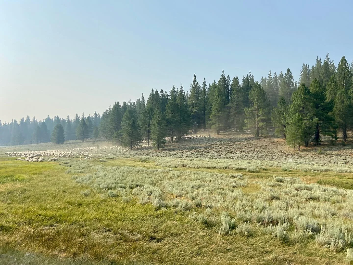 Visits to see these ewes is such a luxury these days. Nothing more magical than the sight, smells &amp; sounds of them making their way through these lands.