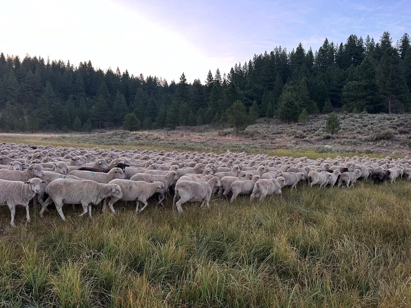 Can&rsquo;t wait to get up to the high country this weekend to visit these beauties!