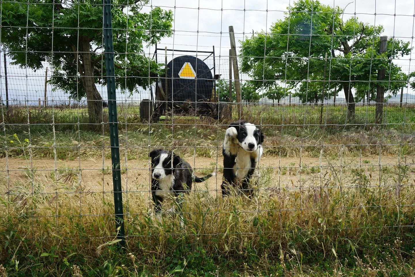 Work dogs
Are they a pain? Yes 
Are we glad to have them? Also yes