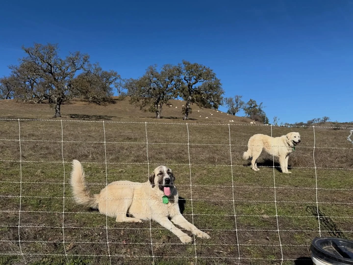 100% chance Tarzan here is going to run his food bowl to the top of that hill&hellip;&hellip;daily. 

#livestockguardiandog #greatpyrenees #anatolianshepherd