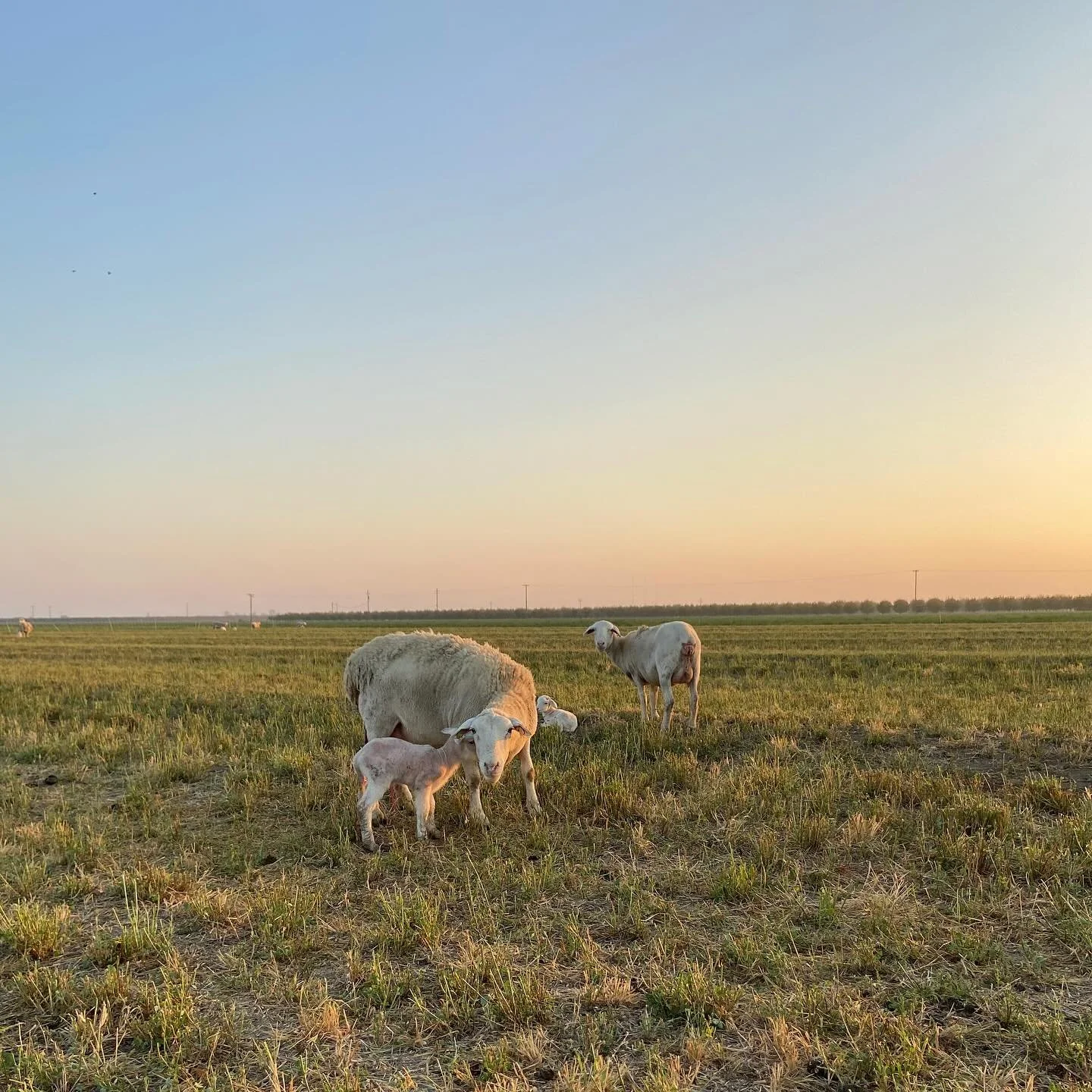 Quite literally expanding by the hour around here! 

#starcreeklandstewards #lambingseason #lambing