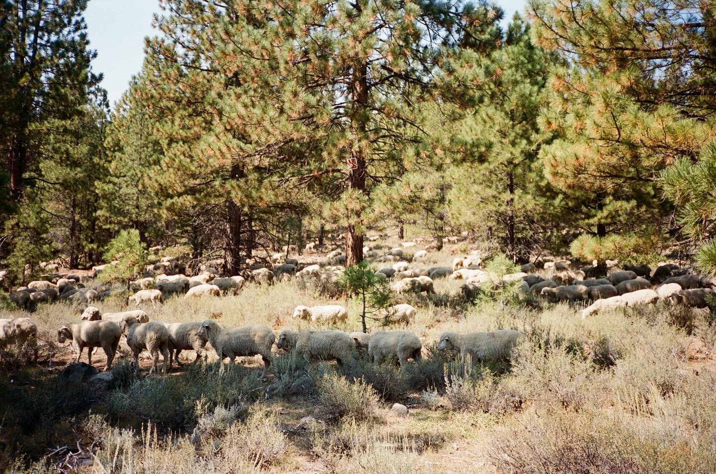 Weaving their way through the sagebrush
